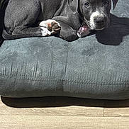 Assia participe au concours pour gagner de l'argent avec cette photo : puppy, dog, gray_dog, white_paws, white_snout, cushion, green_cushion, wooden_floor, indoor, pet, animal, laying_down, looking_at_camera, shadow, cute, young_dog, fur, ears, collar, nose