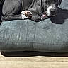 puppy, dog, gray_dog, white_paws, white_snout, cushion, green_cushion, wooden_floor, indoor, pet, animal, laying_down, looking_at_camera, shadow, cute, young_dog, fur, ears, collar, nose