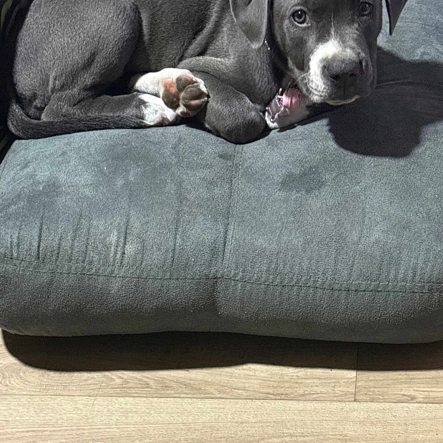 Assia participe au concours pour gagner de l'argent avec cette photo : puppy, dog, gray_dog, white_paws, white_snout, cushion, green_cushion, wooden_floor, indoor, pet, animal, laying_down, looking_at_camera, shadow, cute, young_dog, fur, ears, collar, nose