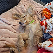 Sally joined the competition — help win amazing prizes! belly_up, blanket, colorful_blanket, couch, cozy, cute, dog, fluffy, green_collar, home, indoors, paws, pet, pink_blanket, portrait, puppy, resting, sleeping, small_dog, tan_fur