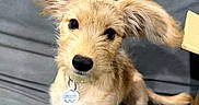 Sally is registered to the contest to win money with this photo: adorable, animal, black_nose, canine, cardboard_box, closeup, collar, couch, dark_eyes, dog, dog_tag, floppy_ears, gray_background, indoors, pet, portrait, puppy, scruffy_fur, sitting, tan_fur