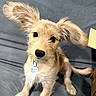 adorable, animal, black_nose, canine, cardboard_box, closeup, collar, couch, dark_eyes, dog, dog_tag, floppy_ears, gray_background, indoors, pet, portrait, puppy, scruffy_fur, sitting, tan_fur