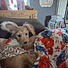 Sally is registered to the contest to win money with this photo: autumn, bed, blanket, brown_fur, colorful, cozy, cuddling, cute, decor, dog, fluffy, home, indoors, long_ears, pet, portrait, puppy, relaxed, sleeping_area, thanksgiving