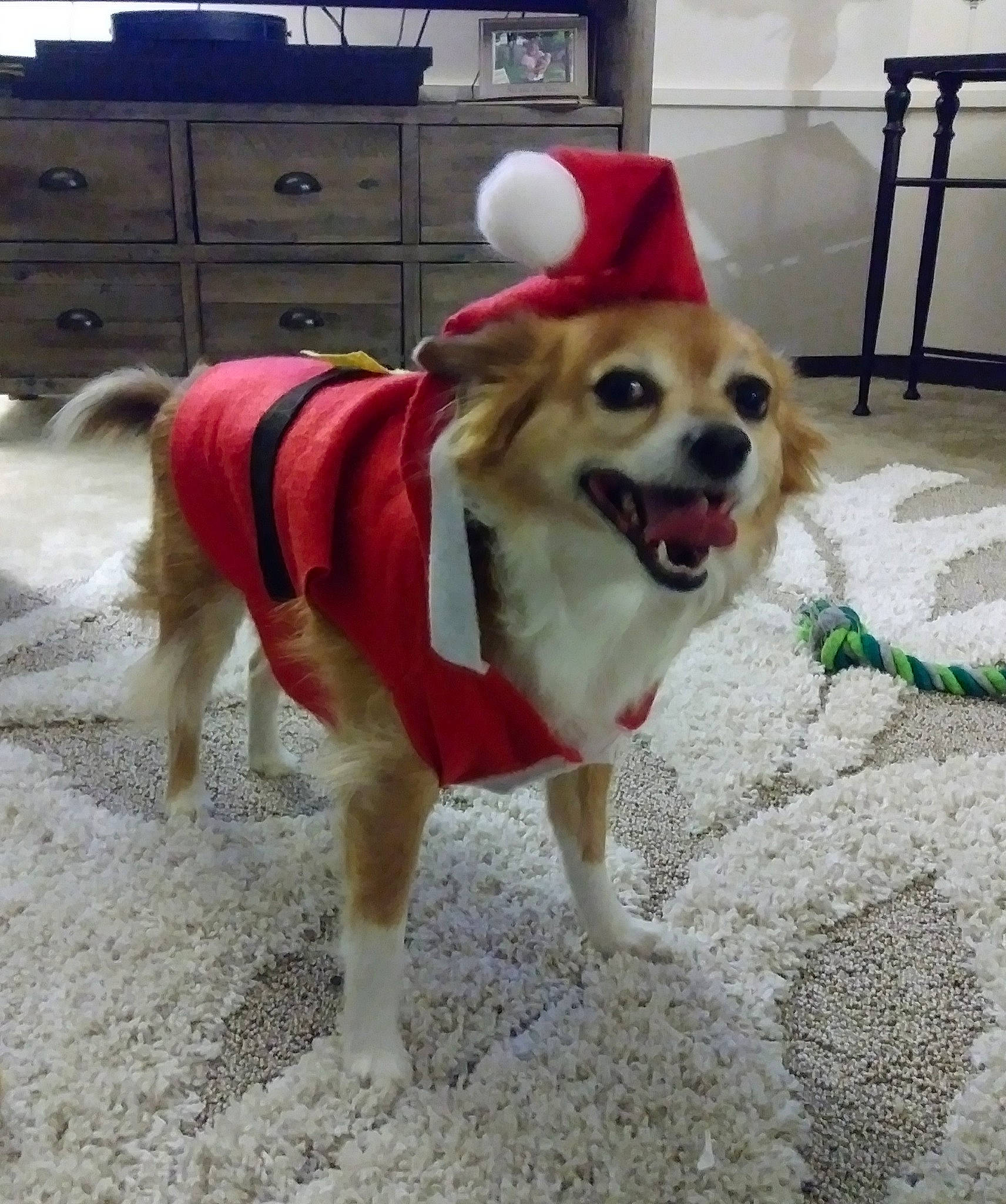 Peanutbutter is registered to the contest to win money with this photo: cabinetry, canidae, carnivore, chair, collar, companion_dog, dog, dog_breed, dog_collar, dog_supply, drawer, fawn, flooring, fur, leash, pet_supply, snout, sporting_group, tail, working_animal