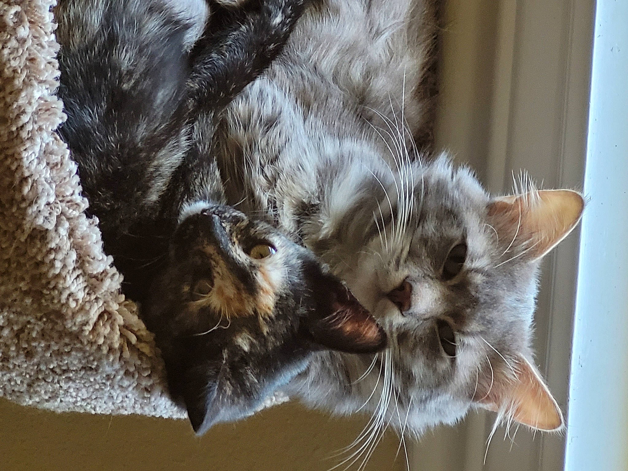 Chili is registered to the contest to win money with this photo: carnivore, cat, claw, domestic_short_haired_cat, fawn, felidae, fur, grey, paw, plant, small_to_medium_sized_cats, snout, tail, tree, twig, whiskers, wildlife, window, wood