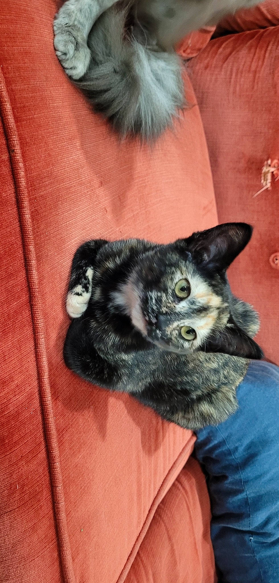 Chili joined the competition — help win amazing prizes! black_cat, carnivore, cat, claw, comfort, domestic_short_haired_cat, ear, felidae, fur, grey, paw, sitting, sleeve, small_to_medium_sized_cats, snout, tail, whiskers