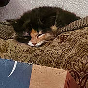 Mizu joined the competition — help win amazing prizes! cat, sleeping, cozy, feline, indoor, patterned_fabric, cardboard_box, resting, cute, pet, home, relaxation, fur, animal, domestic, calm, texture, soft, quiet, comfort