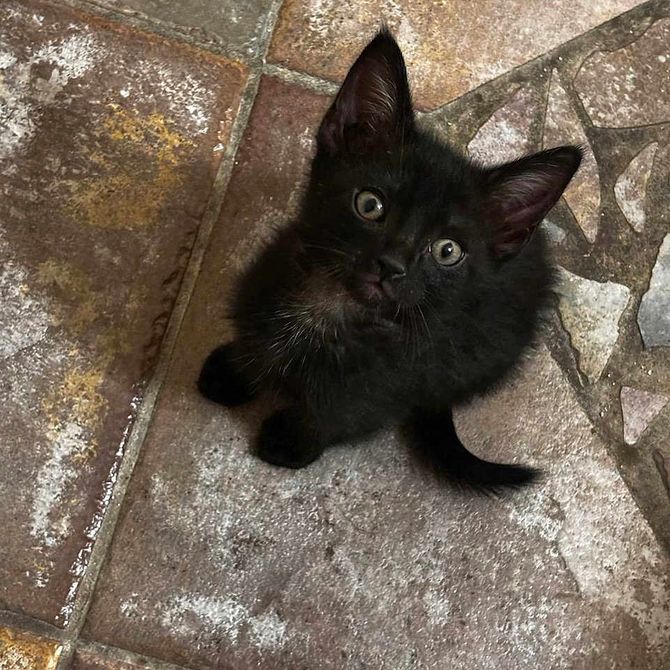 Salem joined the competition — help win amazing prizes! animal, black_cat, curious, cute, domestic_animal, ears, eyes, feline, floor, fur, indoor, kitten, looking_up, mammal, pet, playful, small, tile, whiskers, young