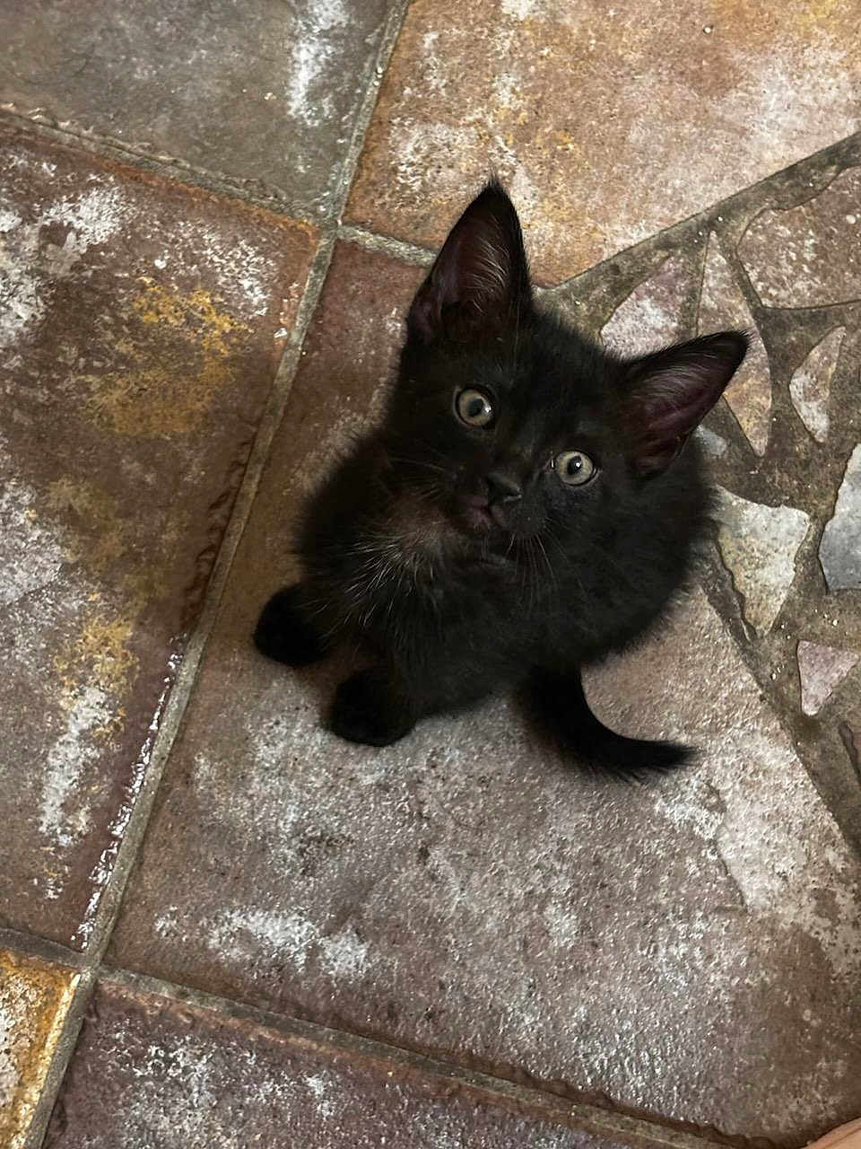 Salem joined the competition — help win amazing prizes! black_cat, kitten, pet, animal, cute, fur, ears, eyes, whiskers, floor, tile, curious, small, domestic_animal, mammal, indoor, looking_up, young, feline, playful
