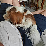 Milo a rejoint le concours — aidez-le/la à gagner de superbes lots ! dog, sleeping, lap, person, shorts, white_shirt, brown_and_white, indoor, furniture, table, chair, tile_floor, relaxation, pet, nap, cozy, home, domestic, fur, companion