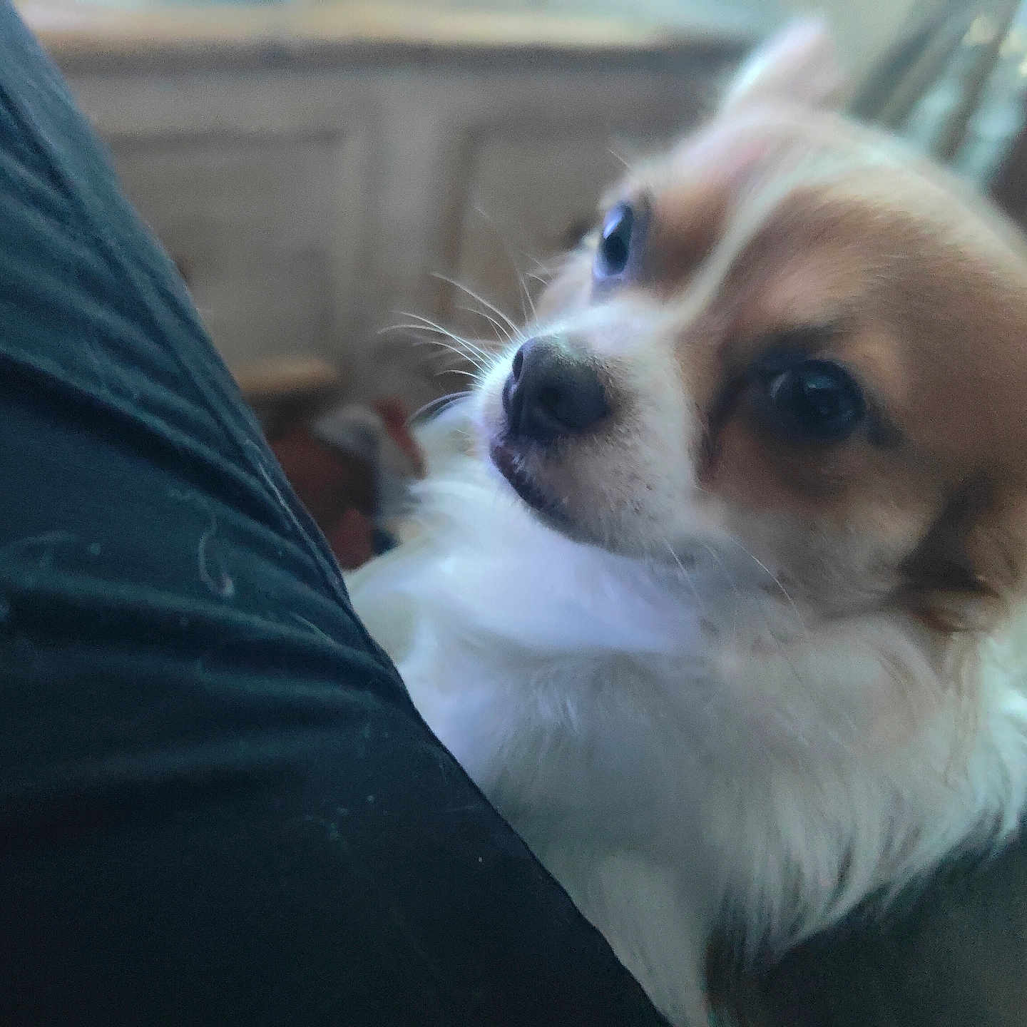 Milo participe au concours pour gagner de l'argent avec cette photo : animal, blurred_background, brown_and_white, canine, close_up, companion, cozy, curious_eyes, cute, dog, domestic, fluffy_fur, friendly, fur, indoor, looking_up, pet, portrait, small_dog, soft_light