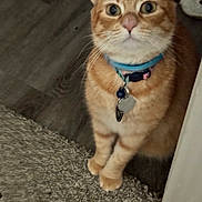 Tabby Pierce is registered to the contest to win money with this photo: cat, orange_tabby, collar, pet, indoor, carpet, wooden_floor, animal, feline, curious, sitting, close_up, whiskers, ears, paws, domestic_cat, looking_up, tag, cute, furry