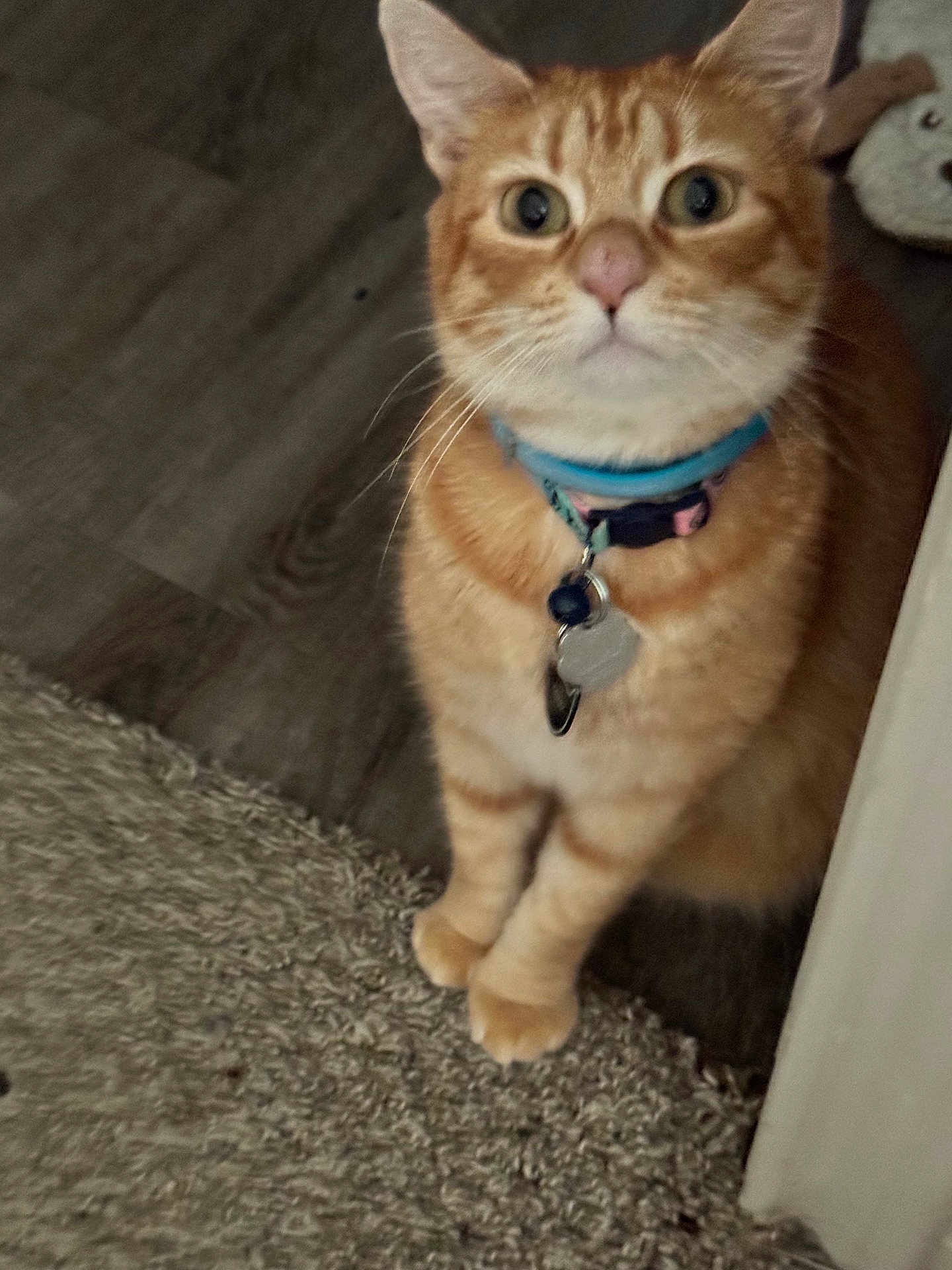 Tabby Pierce is registered to the contest to win money with this photo: cat, orange_tabby, collar, pet, indoor, carpet, wooden_floor, animal, feline, curious, sitting, close_up, whiskers, ears, paws, domestic_cat, looking_up, tag, cute, furry