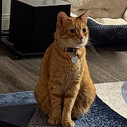 Tabby Pierce joined the competition — help win amazing prizes! area_rug, cat, collar, curious, ears, fur, ginger_cat, hardwood_floor, home_decor, id_tag, indoor, paws, pet, pet_bed, portrait, sitting, speaker, subwoofer, tabby, whiskers