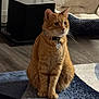 area_rug, cat, collar, curious, ears, fur, ginger_cat, hardwood_floor, home_decor, id_tag, indoor, paws, pet, pet_bed, portrait, sitting, speaker, subwoofer, tabby, whiskers
