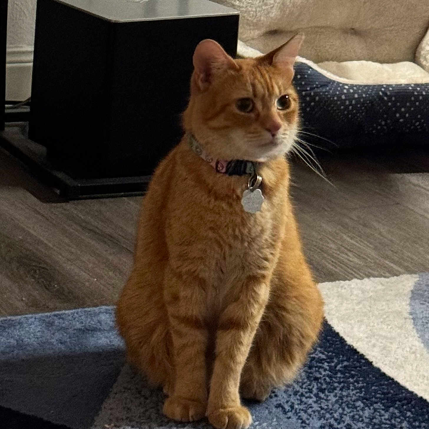 Tabby Pierce joined the competition — help win amazing prizes! area_rug, cat, collar, curious, ears, fur, ginger_cat, hardwood_floor, home_decor, id_tag, indoor, paws, pet, pet_bed, portrait, sitting, speaker, subwoofer, tabby, whiskers