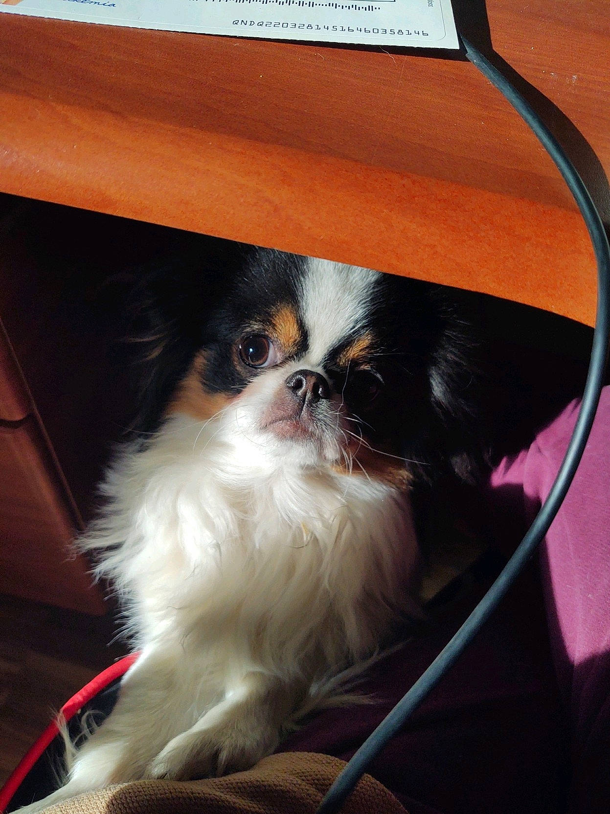 Mimi is registered to the contest to win money with this photo: canidae, carnivore, companion_dog, dog, dog_breed, eyewear, fawn, fur, japanese_chin, liver, mammal, motor_vehicle, non_sporting_group, pekingese, pet_supply, snout, sporting_group, terrestrial_animal, toy_dog, working_animal