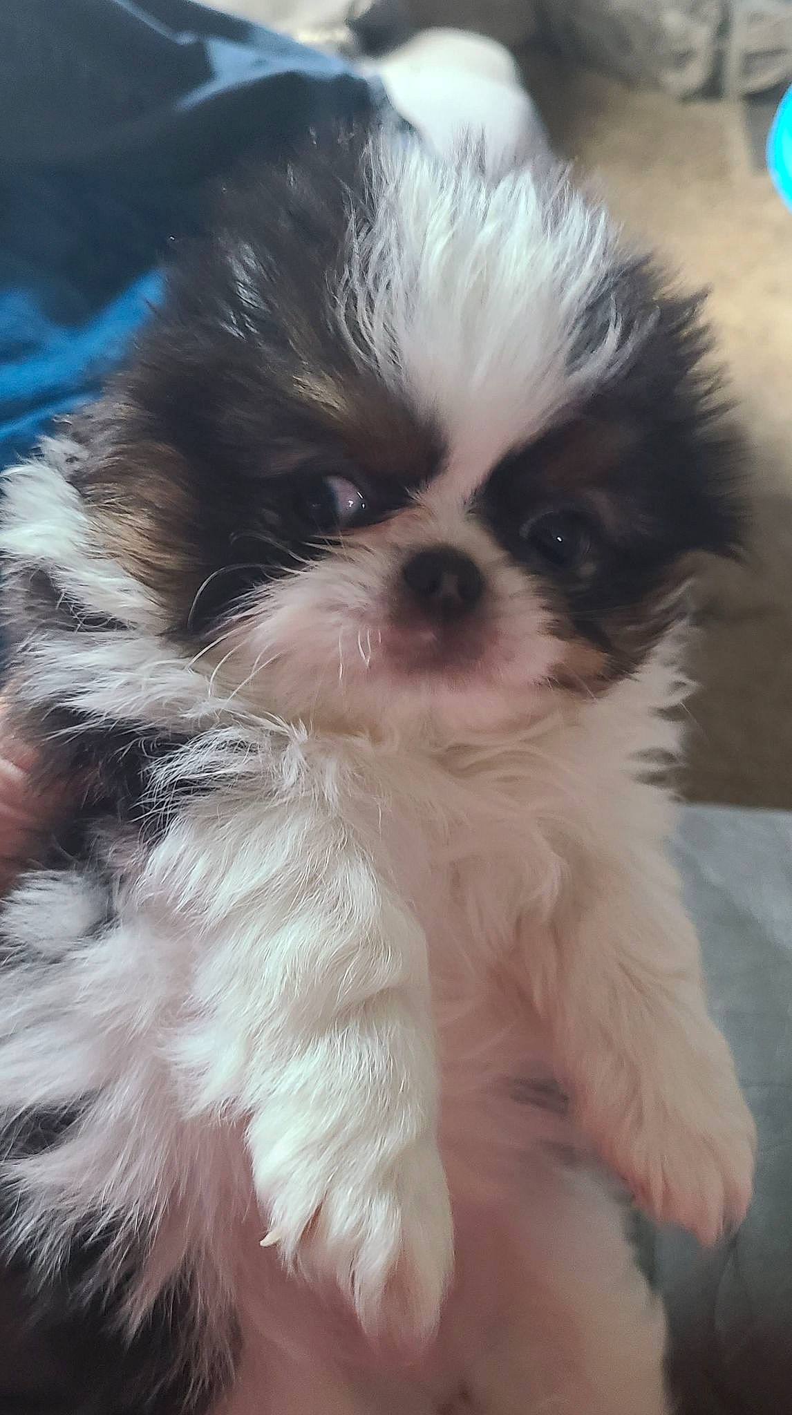 Mimi joined the competition — help win amazing prizes! canidae, carnivore, companion_dog, dog, dog_breed, fawn, fur, liver, maltepoo, plant, puppy, shih_tzu, snout, sporting_group, tail, terrestrial_animal, toy_dog, whiskers, working_animal, yorkipoo