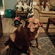 Babygirl is registered to the contest to win money with this photo: dog, brown_dog, indoor, rug, patterned_rug, furniture, sofa, table, holiday_decorations, decor, wooden_floor, pet, animal, sitting, home, cozy, blurred_background, living_room, domestic_animal, canine