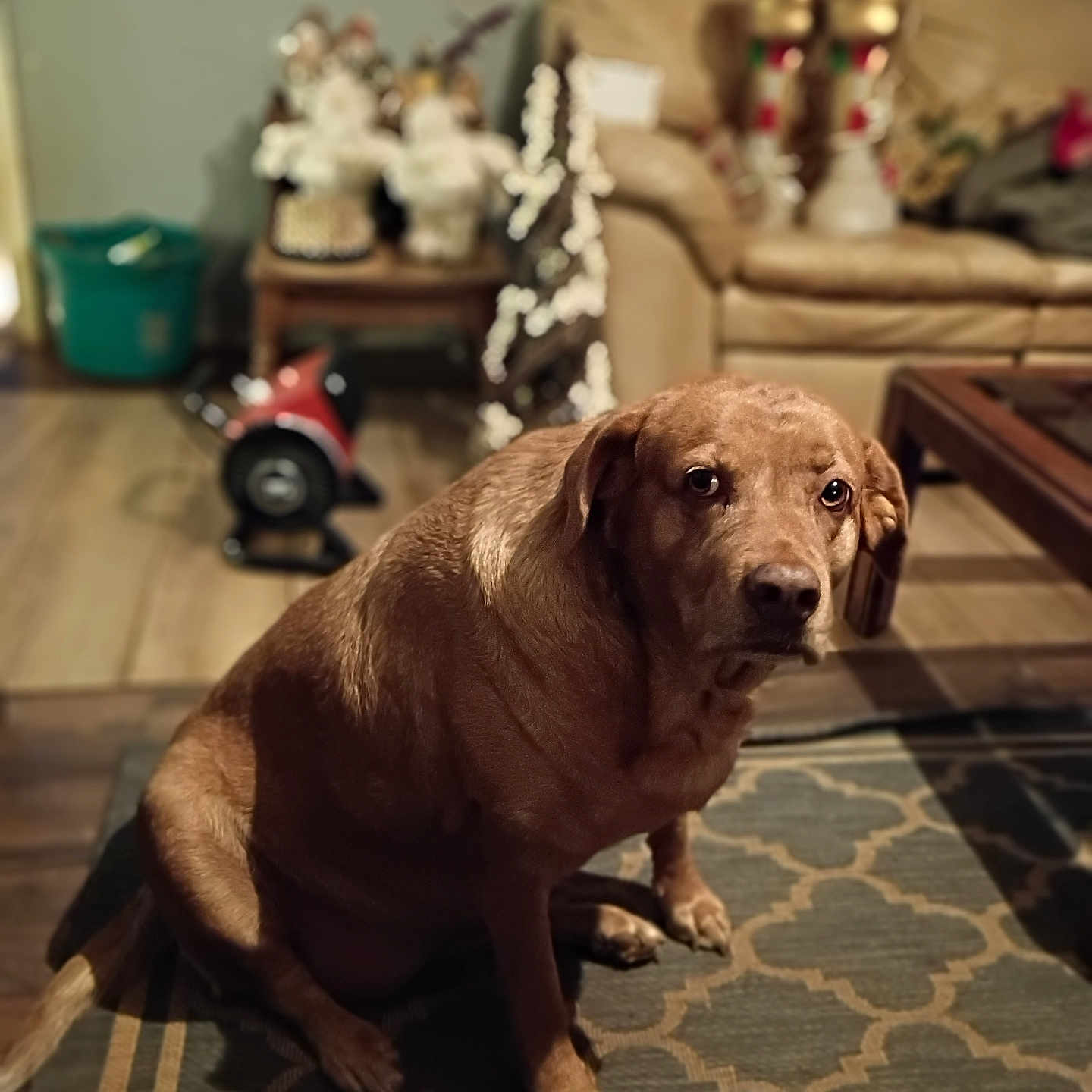 Babygirl joined the competition — help win amazing prizes! animal, blurred_background, brown, canine, cozy, decorations, dog, floor, furniture, holiday, home, indoor, living_room, looking, pet, portrait, rug, sitting, sofa, table