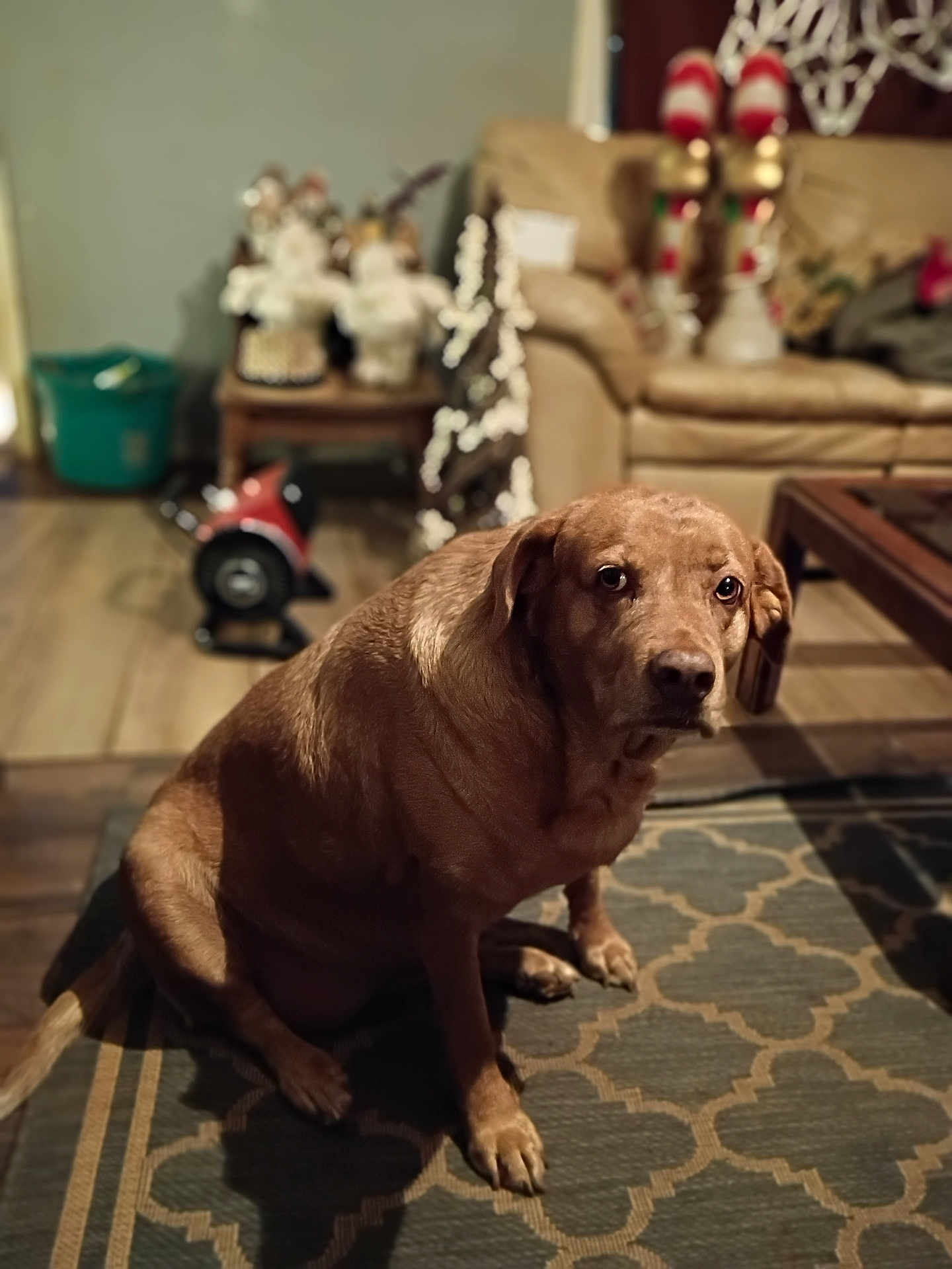 Babygirl joined the competition — help win amazing prizes! dog, brown, pet, indoor, living_room, rug, floor, furniture, sofa, table, decorations, holiday, cozy, animal, canine, portrait, looking, sitting, home, blurred_background