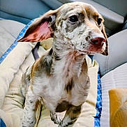 Coco Brown joined the competition — help win amazing prizes! puppy, dog, pet, close_up, speckled_coat, ears, blanket, car_seat, curious, young_dog, indoors, animal, mammal, canine, fur, sitting, looking, portrait, cute, companion