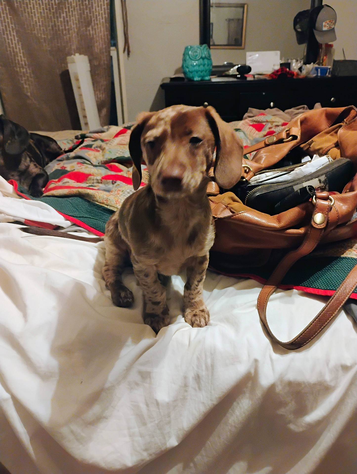 bed, blanket, brown, canine, casual, companion, dog, domestic, furniture, indoor, leather_bag, mammal, pet, pillow, quilt, resting, room, sleeping_dog, soft_lighting, white
