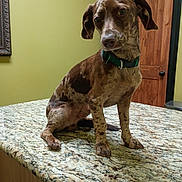 Coco Brown is registered to the contest to win money with this photo: animal, brown_spotted_dog, canine, curious, cute, dog, domestic_animal, ears, face, flooring, furniture, granite_countertop, green_collar, indoor, paw, pet, portrait, sitting, wooden_door, yellow_wall