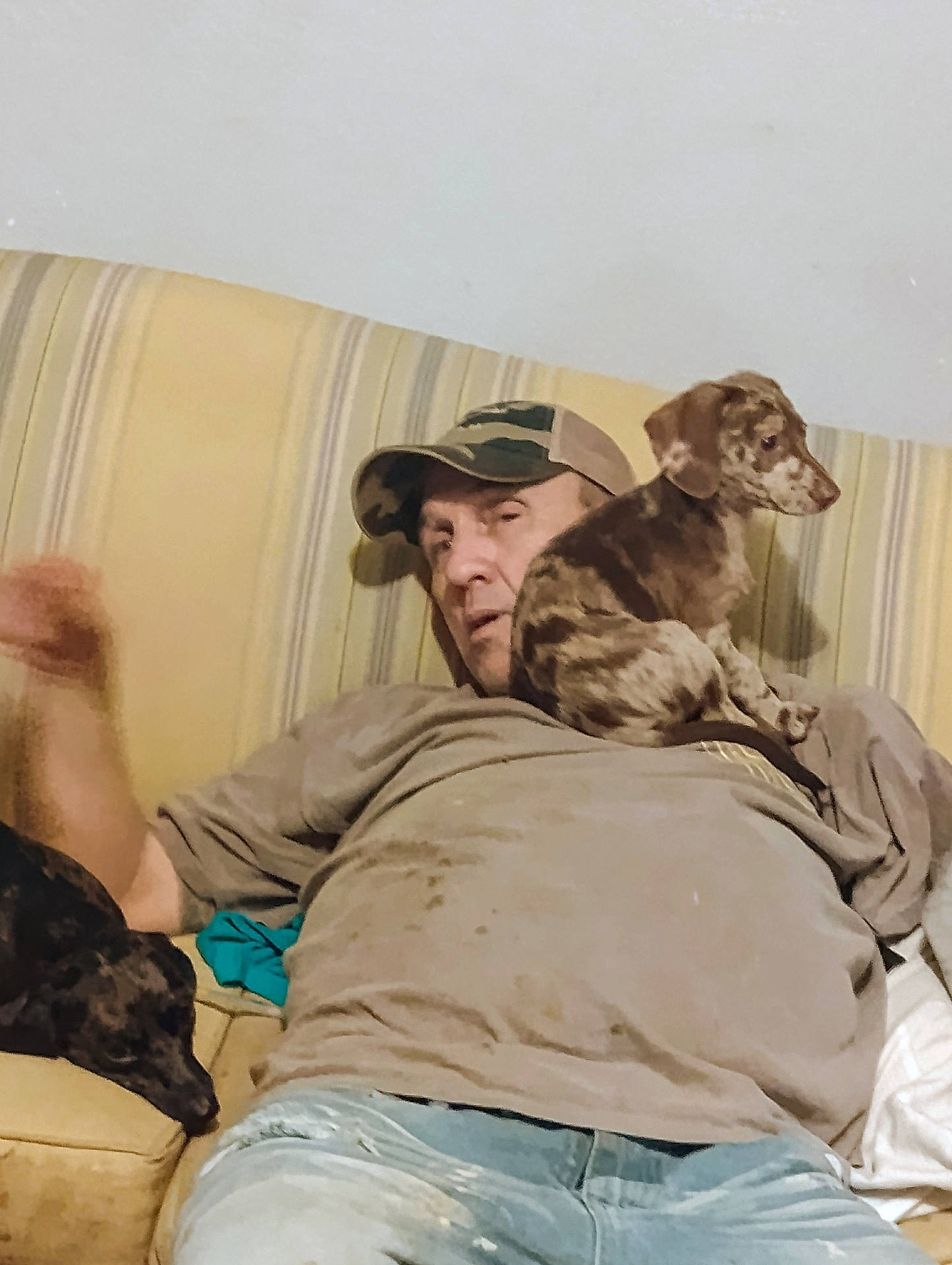 animal, beige, brown, cap, casual, comfort, companion, couch, dog, friendship, home, indoor, jeans, man, pet, relaxed, resting, shirt, spotted_dog, striped_furniture