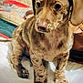 Coco Brown is registered to the contest to win money with this photo: puppy, dog, brindle, pet, animal, cute, indoor, blanket, quilt, fur, sitting, young, portrait, canine, bed, domestic_animal, paw, ears, nose, eyes