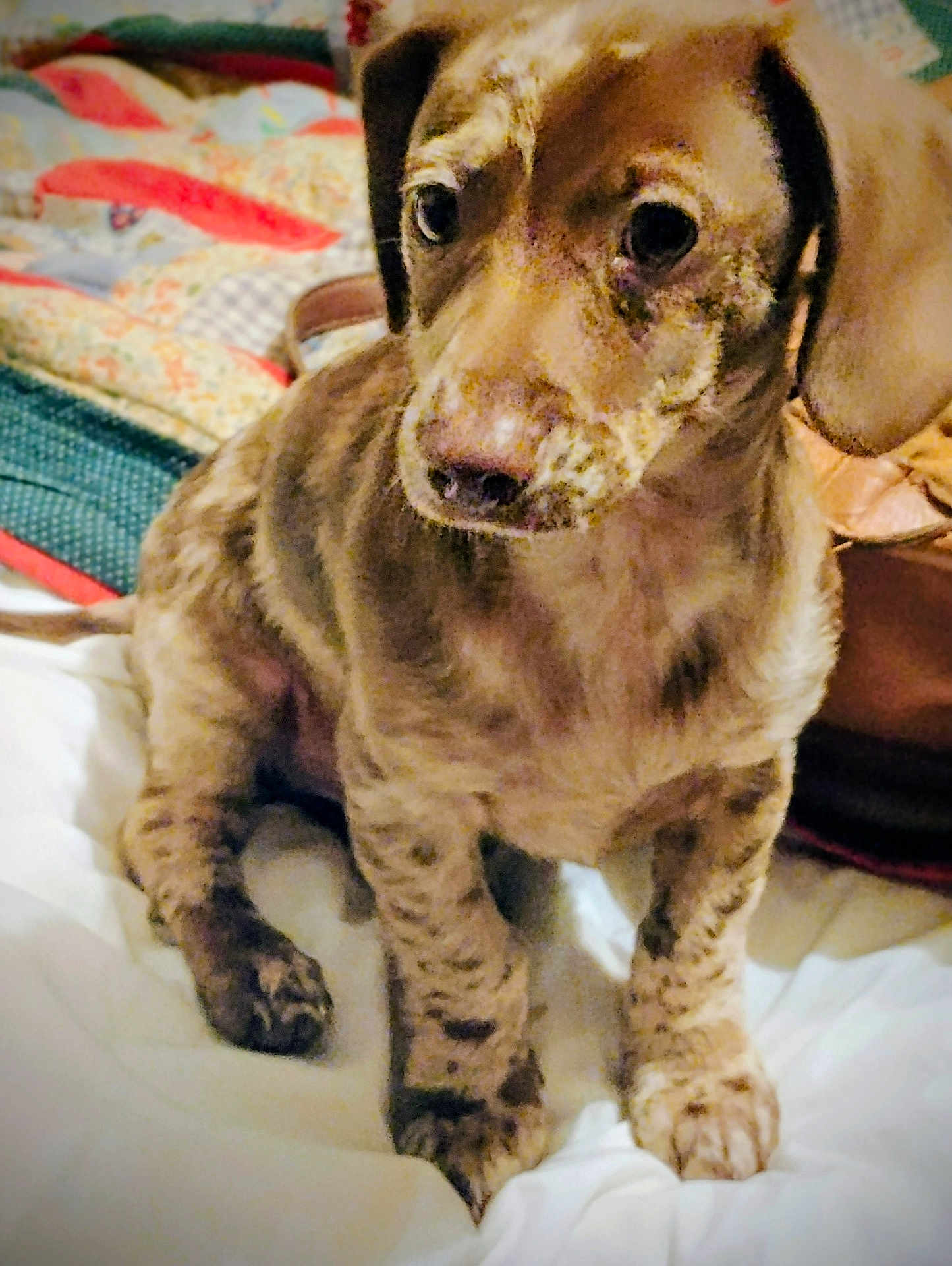 Coco Brown