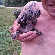 Camo joined the competition — help win amazing prizes! dog, puppy, man, tattoo, shirtless, outdoor, grass, bush, trees, smile, hand, pet, animal, nature, cute, portrait, holding, tongue_out, closeup, daylight