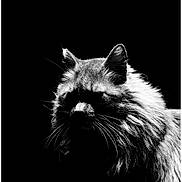 Gerald joined the competition — help win amazing prizes! cat, black_and_white, silhouette, fluffy, shadow, dark_background, animal, portrait, whiskers, ears, feline, mystery, contrast, close_up, no_humans, no_text, studio_style, artistic, monochrome, pet
