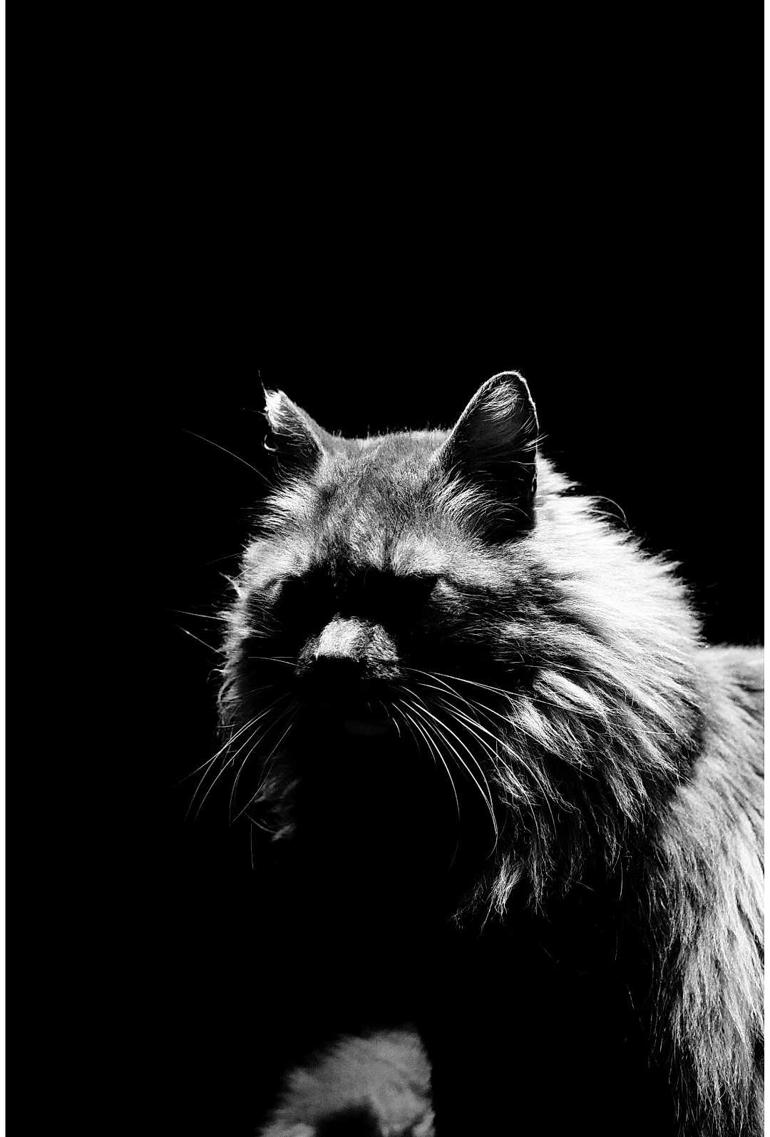 Gerald joined the competition — help win amazing prizes! cat, black_and_white, silhouette, fluffy, shadow, dark_background, animal, portrait, whiskers, ears, feline, mystery, contrast, close_up, no_humans, no_text, studio_style, artistic, monochrome, pet