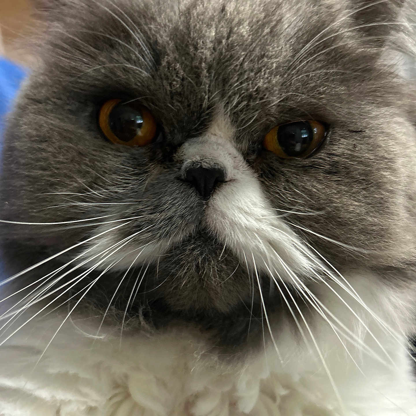 Milo joined the competition — help win amazing prizes! cat, close_up, cute, feline, flat_face, fluffy_chest, furry, gray_fur, grumpy_face, indoor, long_hair, macro, mustache, nose, orange_eyes, pet, portrait, reflective_eyes, whiskers, white_fur