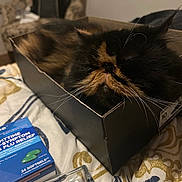 Sophia joined the competition — help win amazing prizes! cat, tortoiseshell_cat, cardboard_box, whiskers, fur, close_up, indoor, bedroom, bedding, blanket, medicine_box, glass, armchair, backpack, sleepy, cozy, pet, face, black_and_orange, domestic