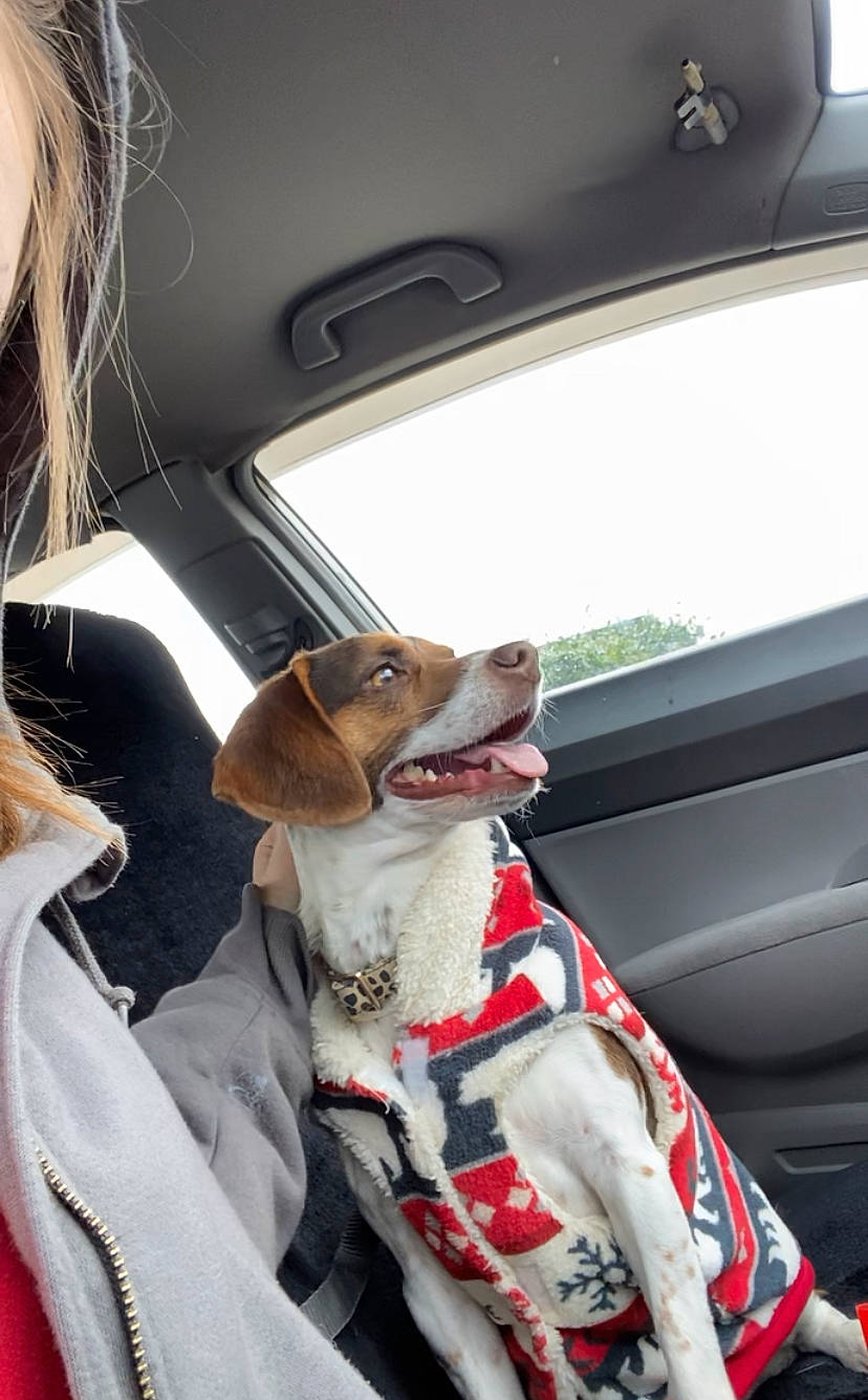 Millie is registered to the contest to win money with this photo: canidae, car_seat, car_seat_cover, carnivore, collar, companion_dog, dog, dog_breed, dog_collar, eyewear, fawn, head_restraint, leash, motor_vehicle, seat_belt, snout, sporting_group, vehicle, vehicle_door, window