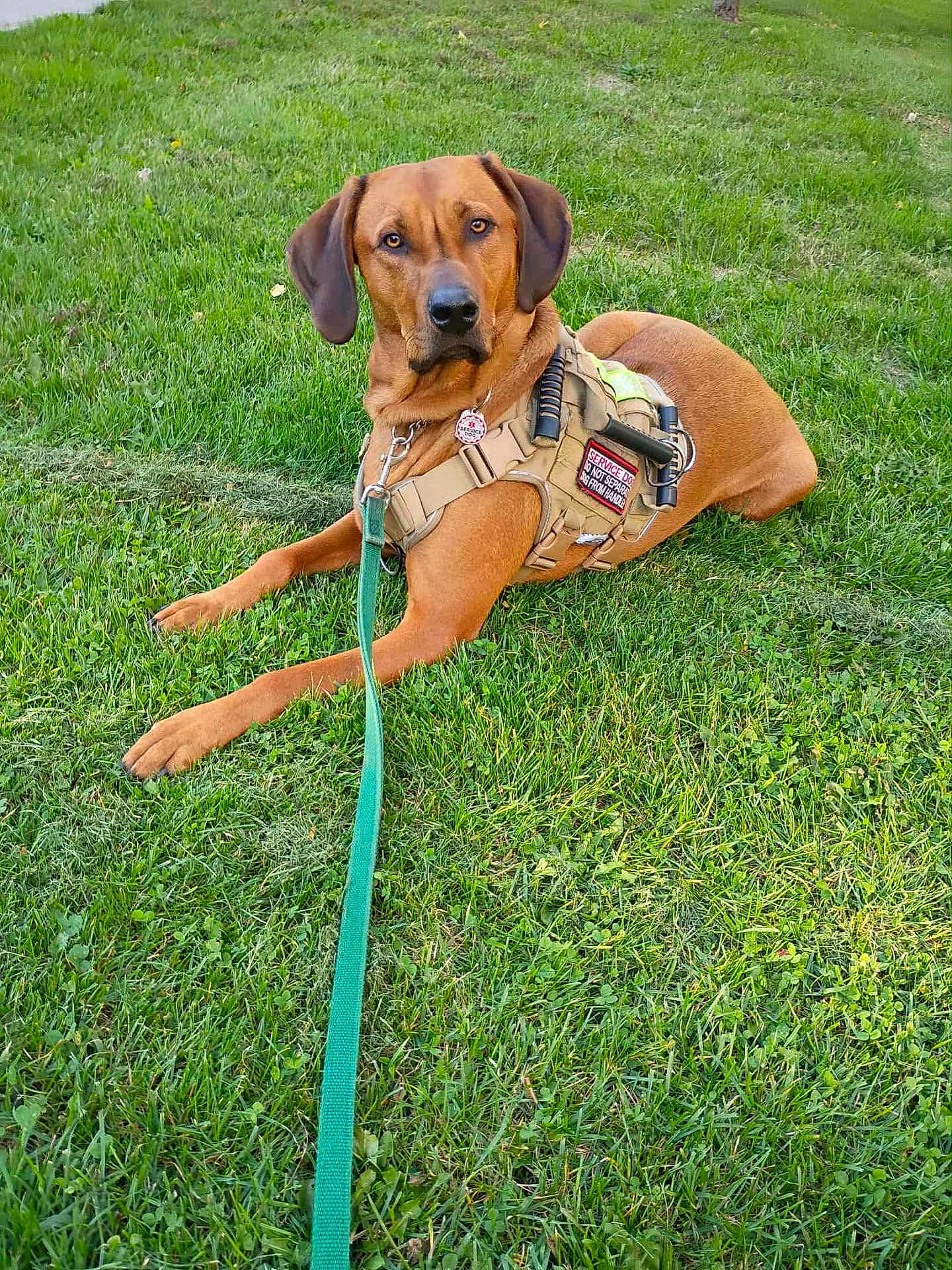 Puma is registered to the contest to win money with this photo: dog, service_dog, leash, grass, outdoor, animal, pet, canine, vest, brown_dog, alert, resting, nature, summer, greenery, working_dog, loyal, companion, alert_eyes, tactical_gear