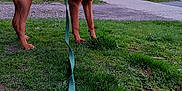 Puma is registered to the contest to win money with this photo: animal, backyard, brown_dog, canine, daylight, dog, football, grass, house, leash, muzzle, nature, outdoor, pet, playing, sidewalk, standing, street, suburban, tree