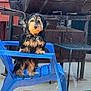 Brutus is registered to the contest to win money with this photo: dog, black_and_tan, fluffy, plastic_chair, blue_chair, outdoor, metal_table, rustic, curious, pet, animal, standing, hind_legs, looking, collar, concrete_floor, backyard, daylight, fence, relaxed
