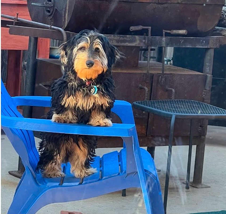 Brutus is registered to the contest to win money with this photo: dog, black_and_tan, fluffy, plastic_chair, blue_chair, outdoor, metal_table, rustic, curious, pet, animal, standing, hind_legs, looking, collar, concrete_floor, backyard, daylight, fence, relaxed