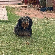 Brutus is registered to the contest to win money with this photo: dog, grass, outdoor, pet, animal, yard, garden, fur, cute, sitting, canine, pathway, nature, domestic_animal, mammal, fluffy, companion, curious, small_dog, backyard