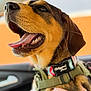 Tozi is registered to the contest to win money with this photo: dog, close_up, collar, harness, tongue_out, mouth_open, car_interior, hand, pet, animal, brown_fur, black_fur, happy, cute, domestic_animal, canine, portrait, pet_accessory, seat, human_hand