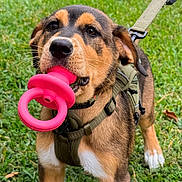 Tozi is registered to the contest to win money with this photo: dog, puppy, toy, pink_toy, leash, harness, grass, outdoor, pet, canine, playful, closeup, young_dog, brown_dog, black_and_tan, white_paws, animal, nature, fun, alert