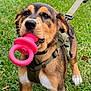 dog, puppy, toy, pink_toy, leash, harness, grass, outdoor, pet, canine, playful, closeup, young_dog, brown_dog, black_and_tan, white_paws, animal, nature, fun, alert