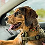 Tozi joined the competition — help win amazing prizes! dog, canine, pet, car, window, collar, harness, tongue_out, happy, side_view, brown_fur, black_fur, person_hand, nail_polish, inside_car, animal, portrait, close_up, fur, domestic_animal