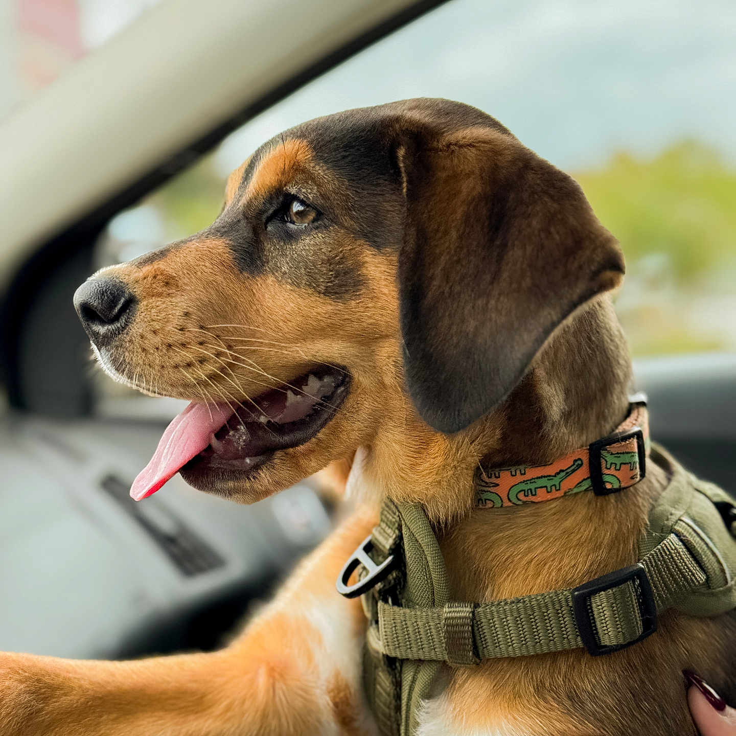 Tozi joined the competition — help win amazing prizes! animal, black_fur, brown_fur, canine, car, close_up, collar, dog, domestic_animal, fur, happy, harness, inside_car, nail_polish, person_hand, pet, portrait, side_view, tongue_out, window