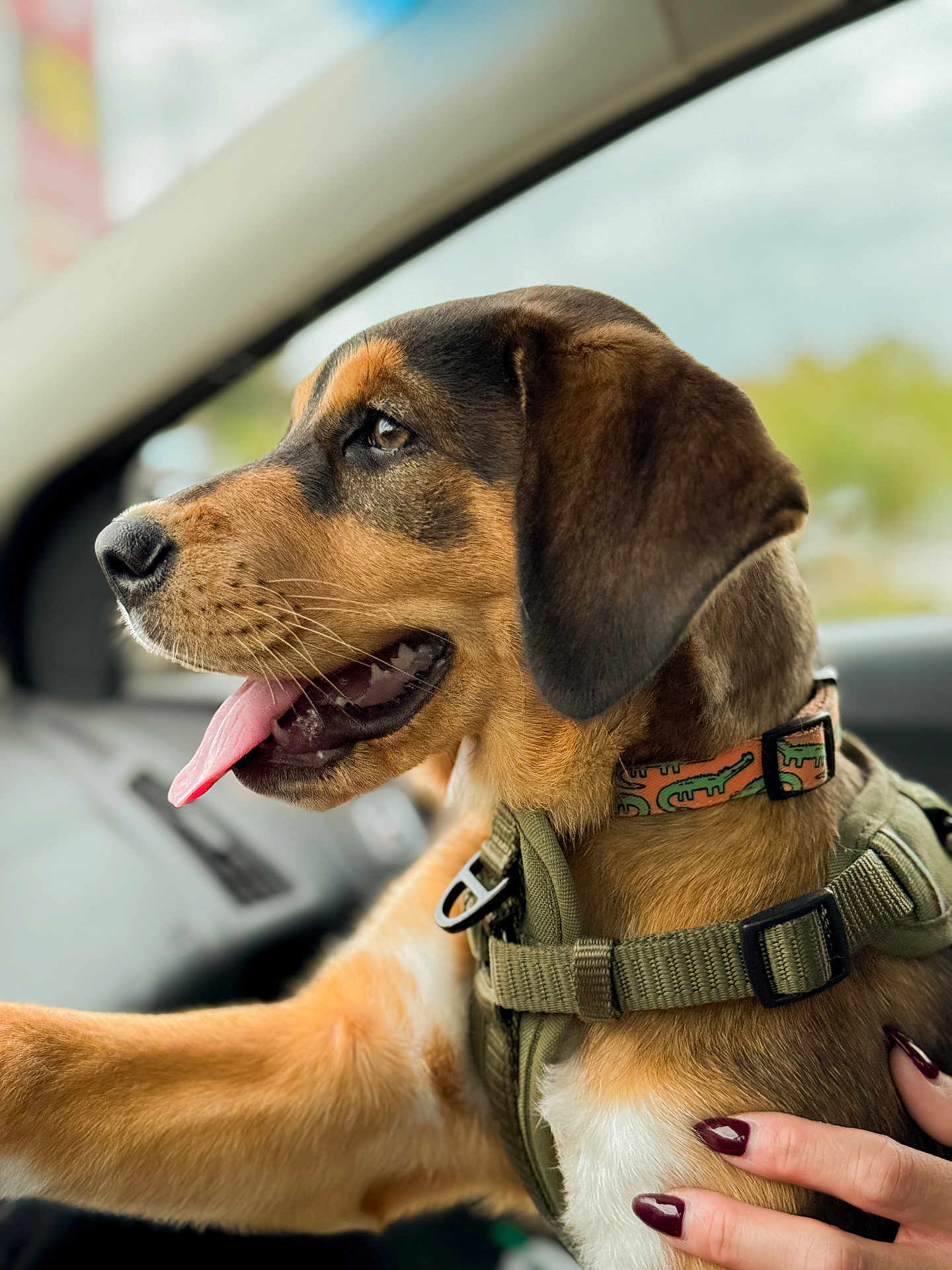 Tozi joined the competition — help win amazing prizes! dog, canine, pet, car, window, collar, harness, tongue_out, happy, side_view, brown_fur, black_fur, person_hand, nail_polish, inside_car, animal, portrait, close_up, fur, domestic_animal