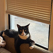 Stan is registered to the contest to win money with this photo: cat, tuxedo_cat, couch, armrest, window, blinds, paw, whiskers, yellow_eyes, sunlight, indoor, cozy, pet, furniture, upholstery, blanket, lounging, looking_at_camera, tail, home