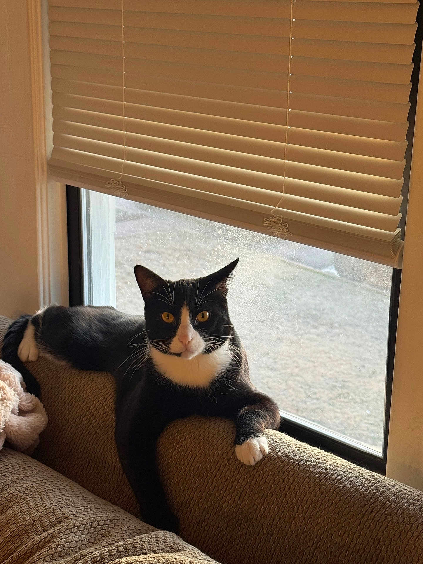 Stan is registered to the contest to win money with this photo: cat, tuxedo_cat, couch, armrest, window, blinds, paw, whiskers, yellow_eyes, sunlight, indoor, cozy, pet, furniture, upholstery, blanket, lounging, looking_at_camera, tail, home